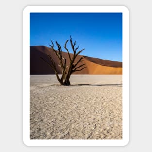 Tree on the salt pan. Sticker